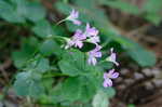 Purple woodsorrel